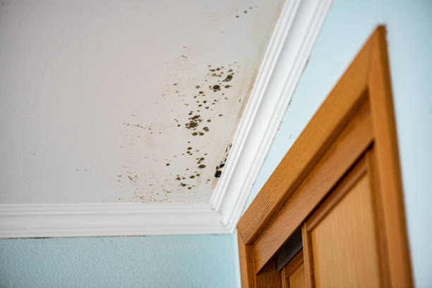 Why You Should Choose Our Mold Remediation Services in Monona, IA